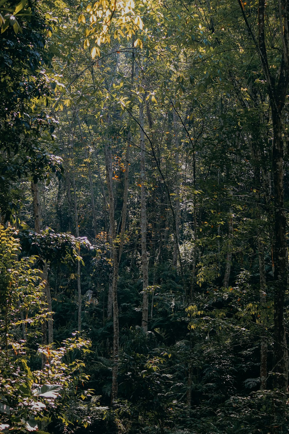 a forest filled with lots of tall trees