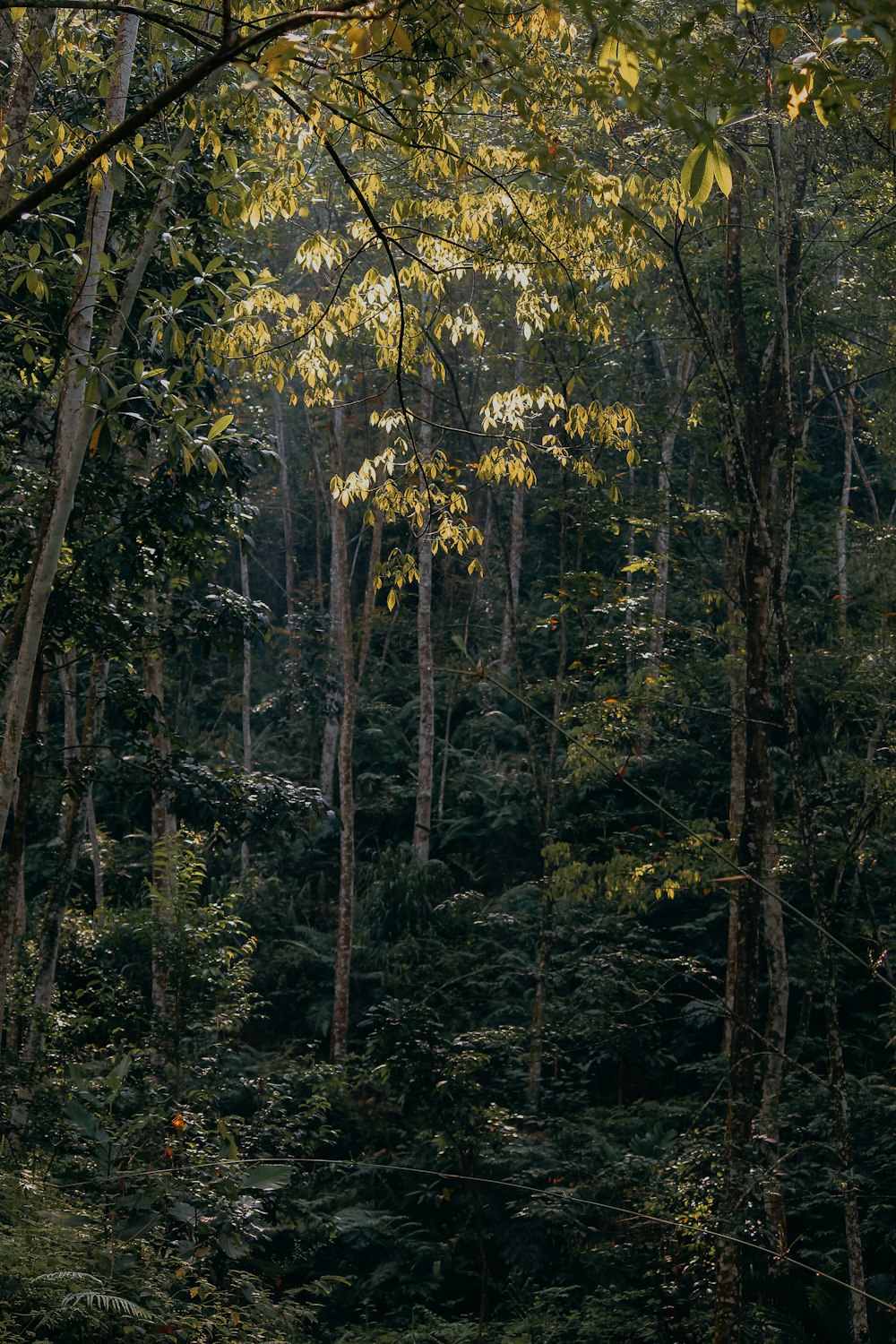 a forest filled with lots of tall trees