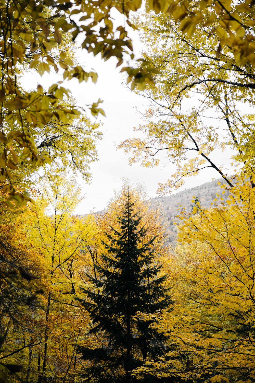 a forest filled with lots of trees covered in yellow leaves