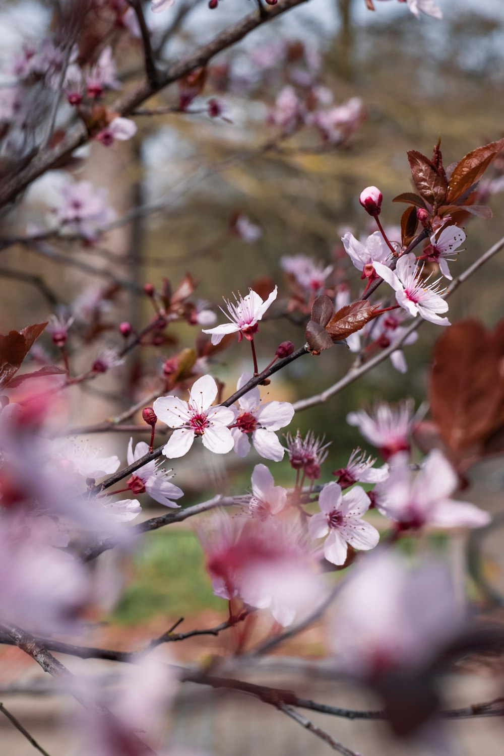 a close up of a tree with pink flowers