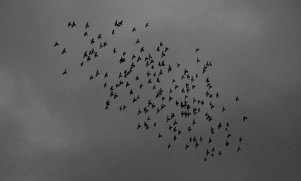 a flock of birds flying through a cloudy sky