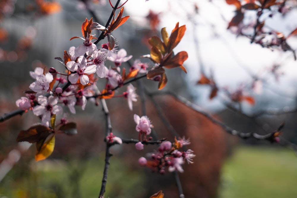 a horse grazing in a field behind a flowering tree