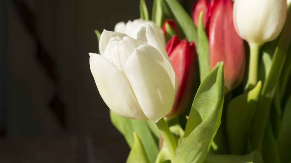 a vase filled with white and red flowers