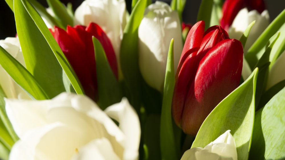 a bunch of red and white tulips in a vase