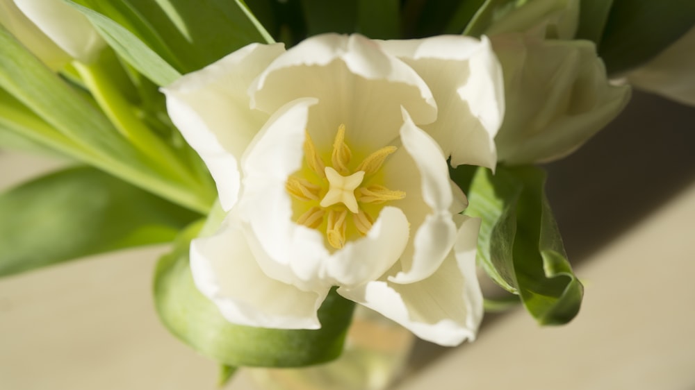 a close up of a white flower with green leaves