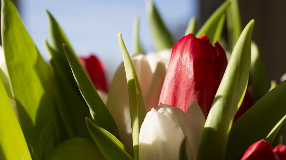 a bunch of red and white tulips in a vase