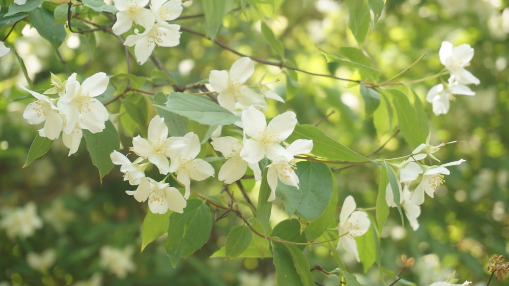 a bunch of flowers that are on a tree