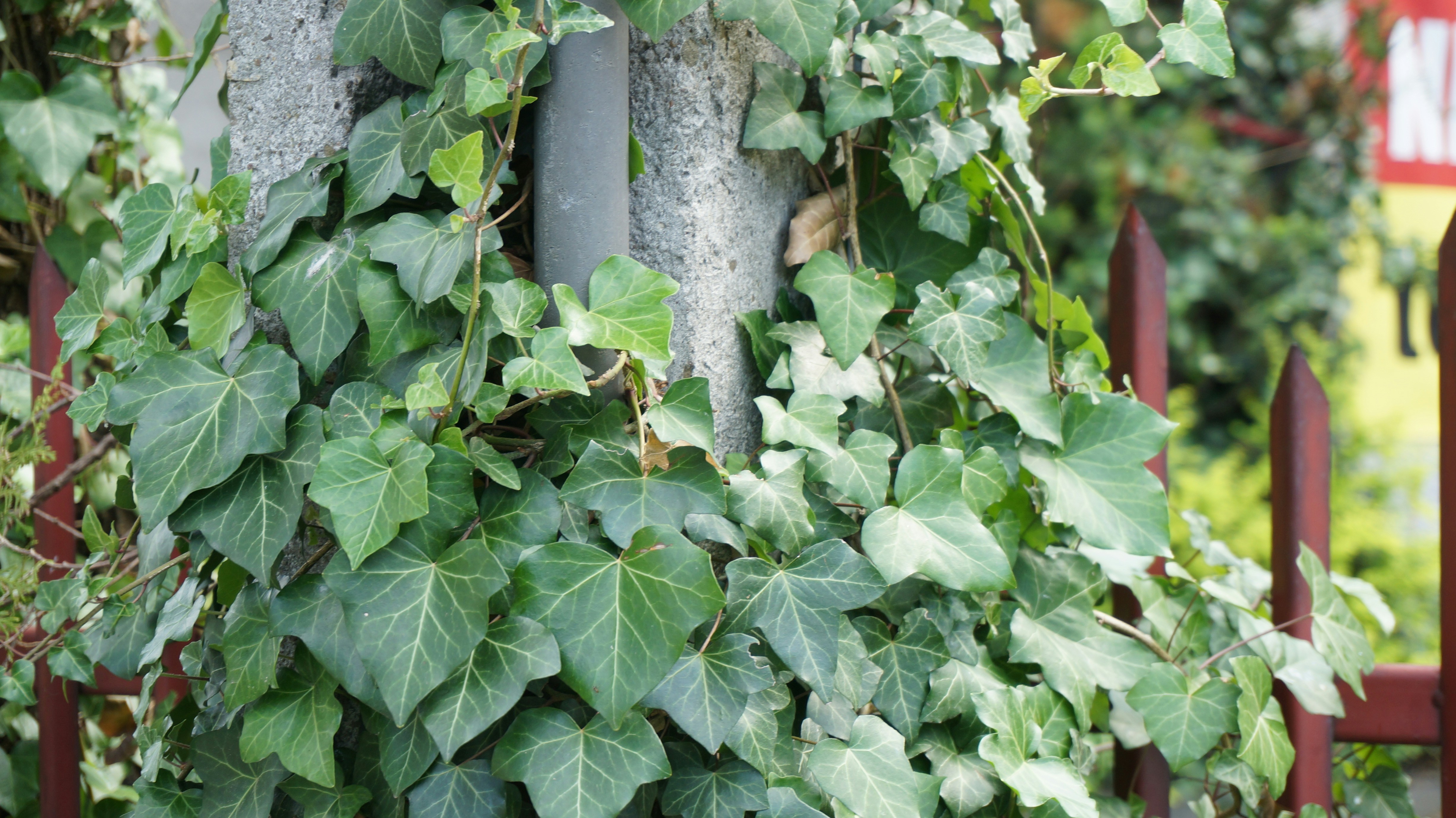 English Ivy (Hedera helix): A Climber with Consequences (image credits: unsplash)