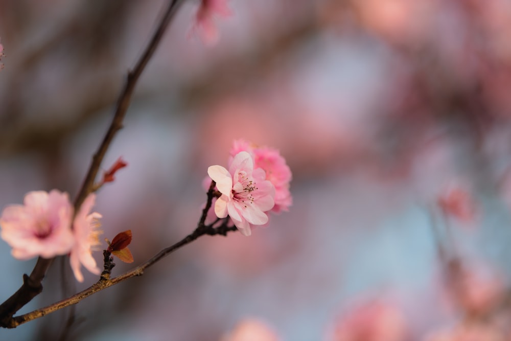 a branch of a tree with pink flowers