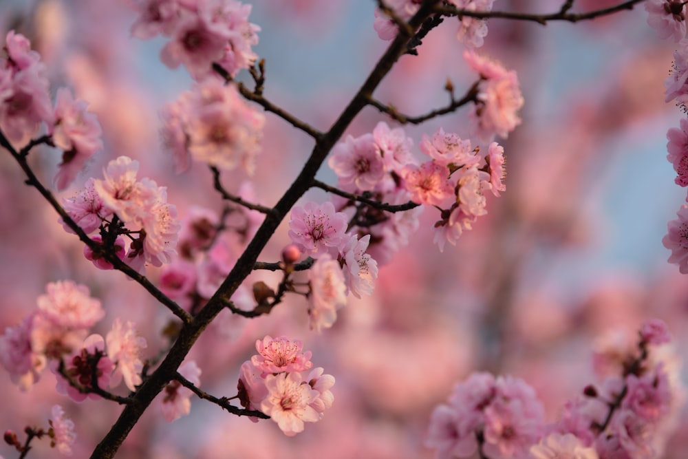 a close up of a tree with pink flowers