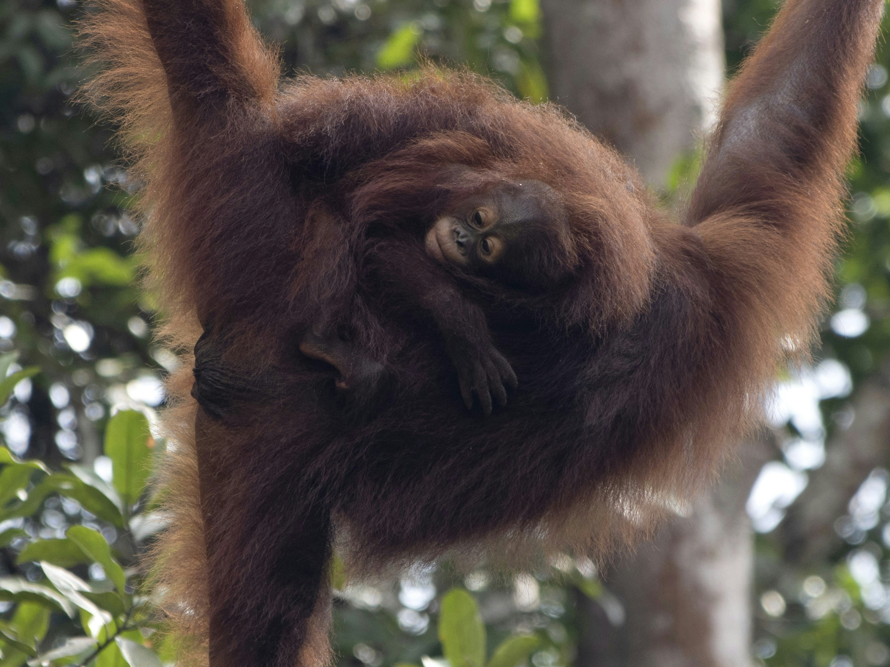 an oranguel hanging upside down in a tree