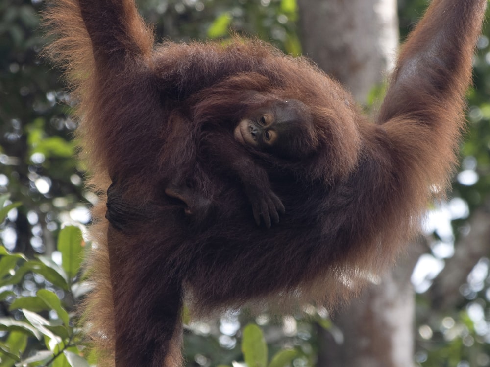 an oranguel hanging upside down in a tree