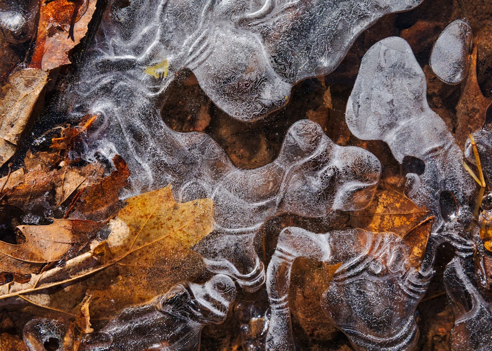 um close up de gelo e folhas no chão