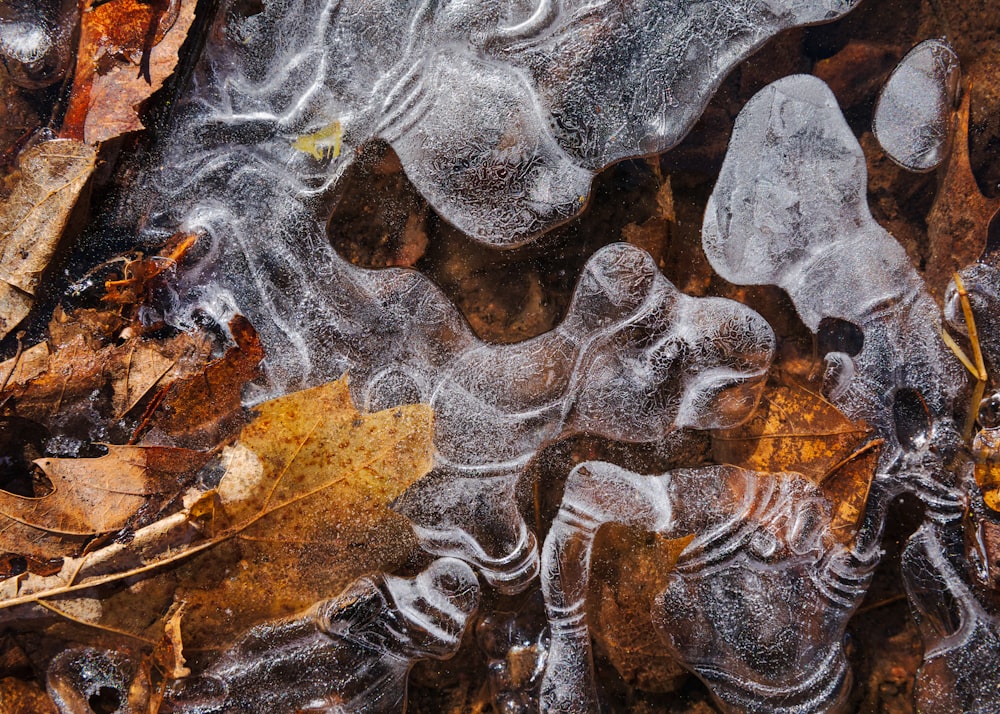 a close up of ice and leaves on the ground