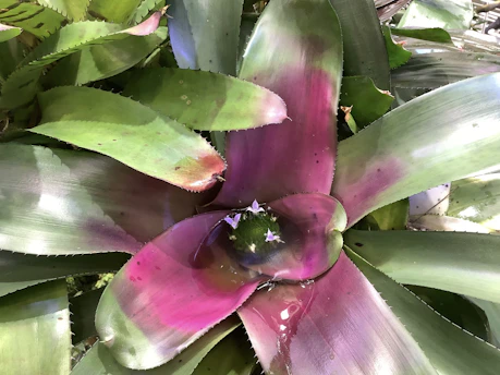 A close-up of a vibrant bromeliad leaf with dew drops and warm Florida sunlight filtering through surrounding tropical foliage.