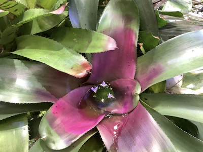 Close-up of vibrant orchids and bromeliads thriving in the Andean ecosystem.