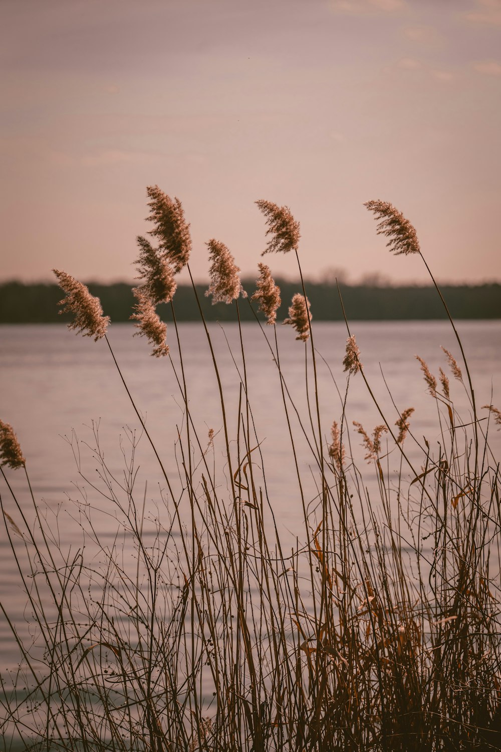 a bunch of tall grass next to a body of water