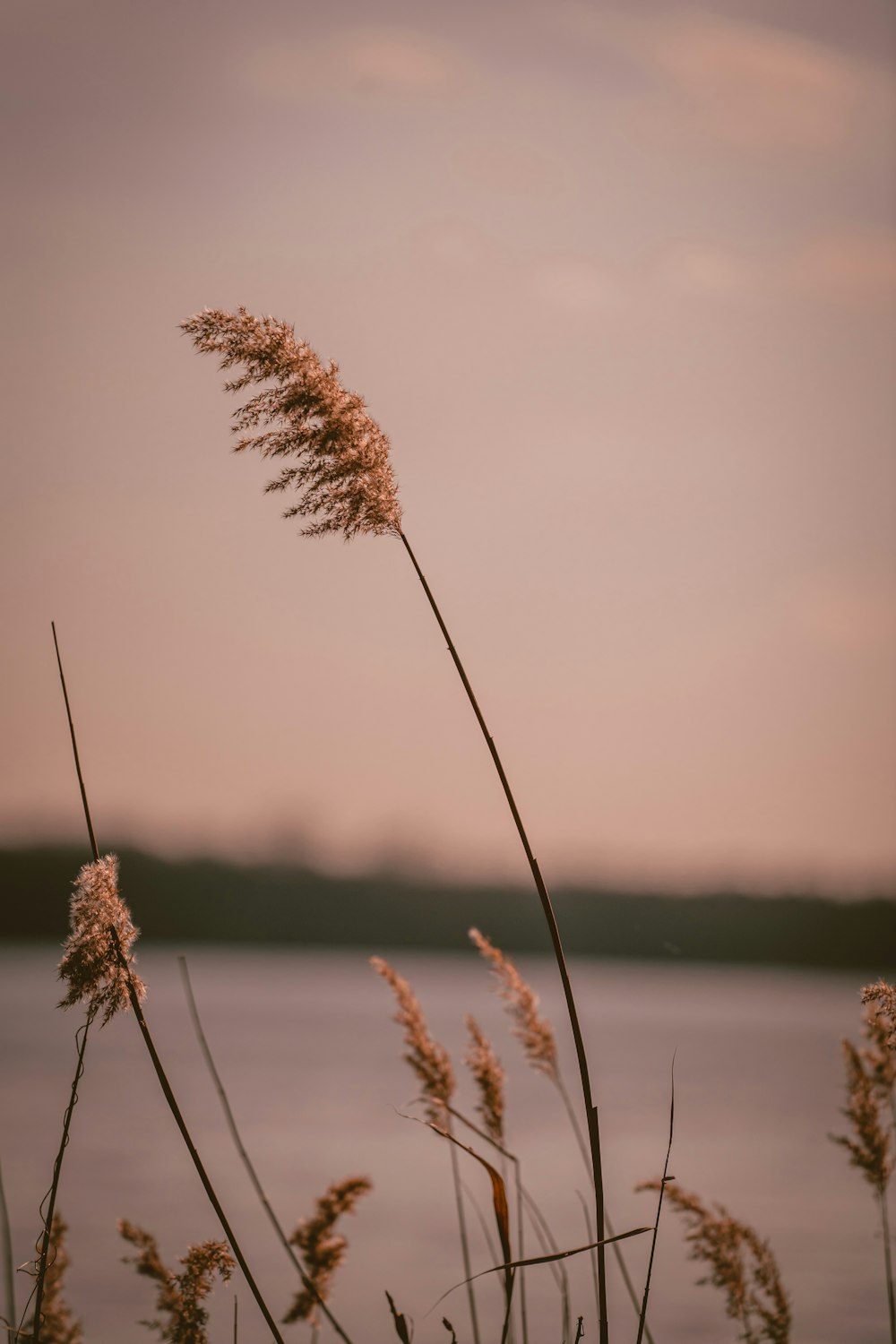 a couple of tall grass next to a body of water