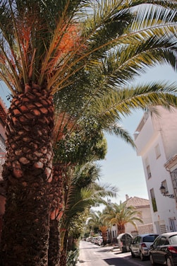 A sunny street lined with palm trees and charming homes in Mar Vista neighborhood.