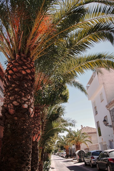 A sunny street lined with palm trees and charming homes in Mar Vista neighborhood.
