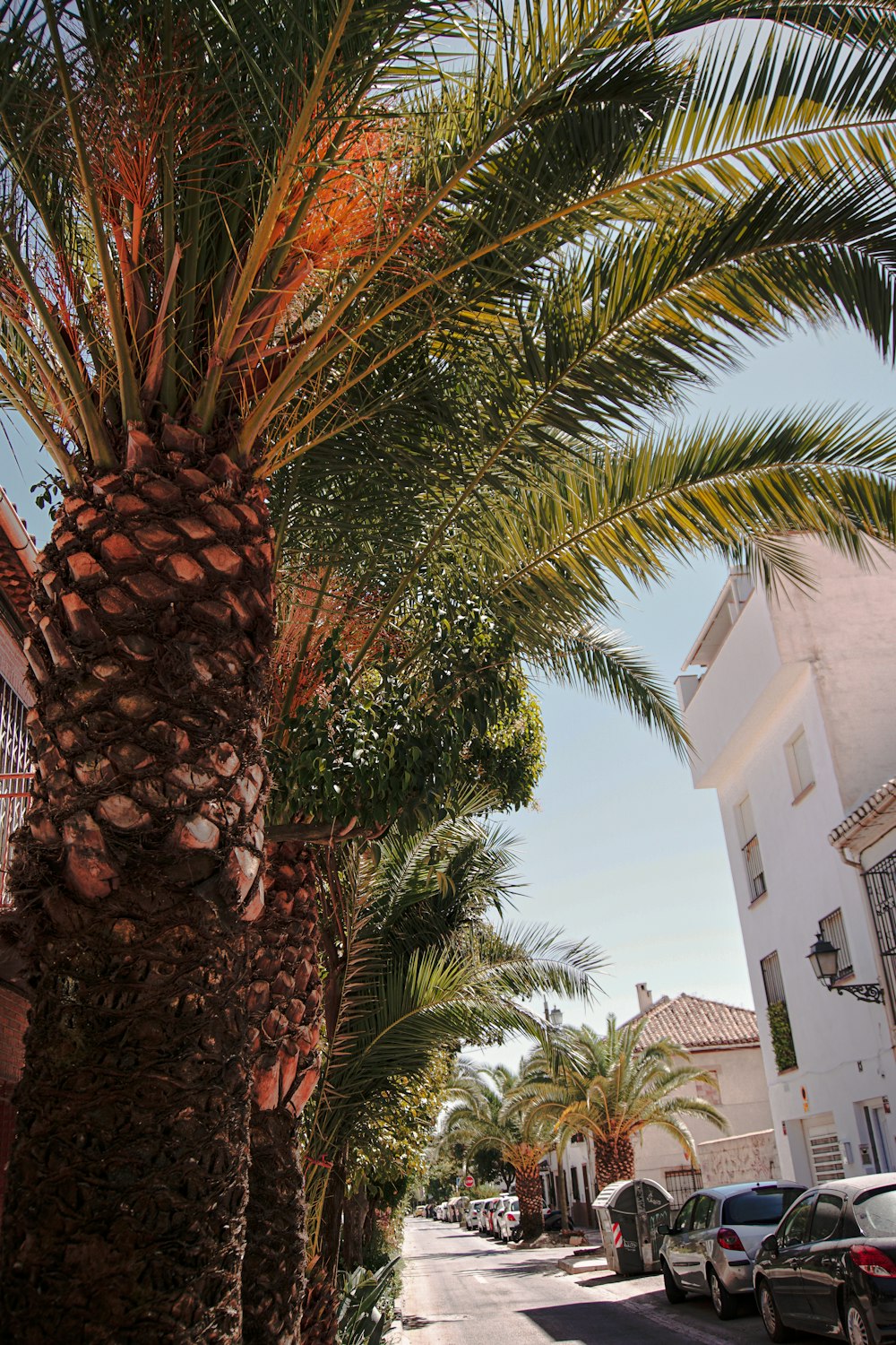 a palm tree in front of a white building