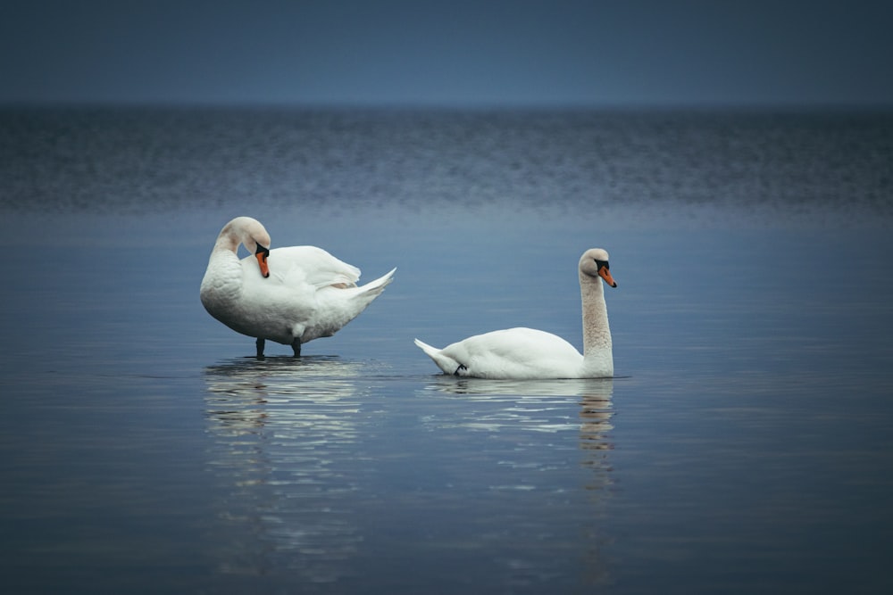 a couple of white swans floating on top of a lake