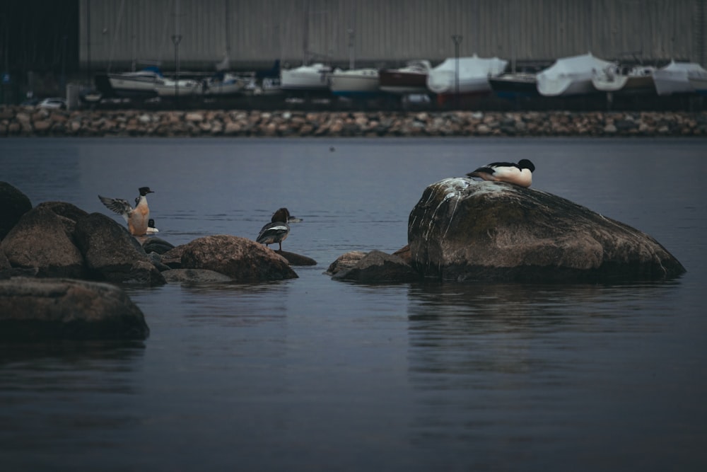 a group of birds sitting on top of rocks in the water