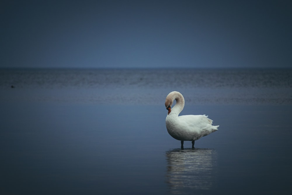 a white swan is standing in the water