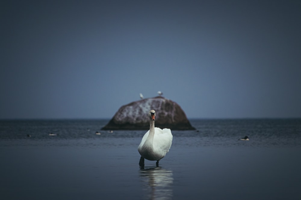 a large white bird standing in the water