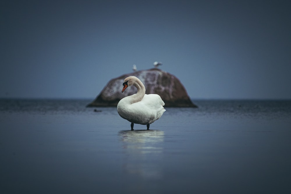 a white swan sitting on top of a body of water