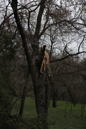 A tree with a large split in the trunk, likely due to storm damage, stands amidst a forested area. The bare branches of surrounding trees hint at winter or early spring. The ground is covered with green grass, contrasting with the dark, leafless branches.