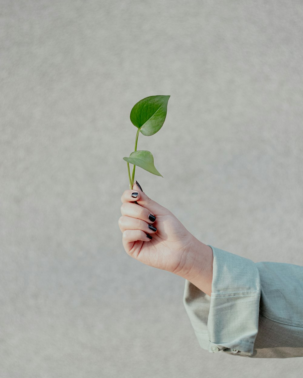 a person holding a plant in their hand