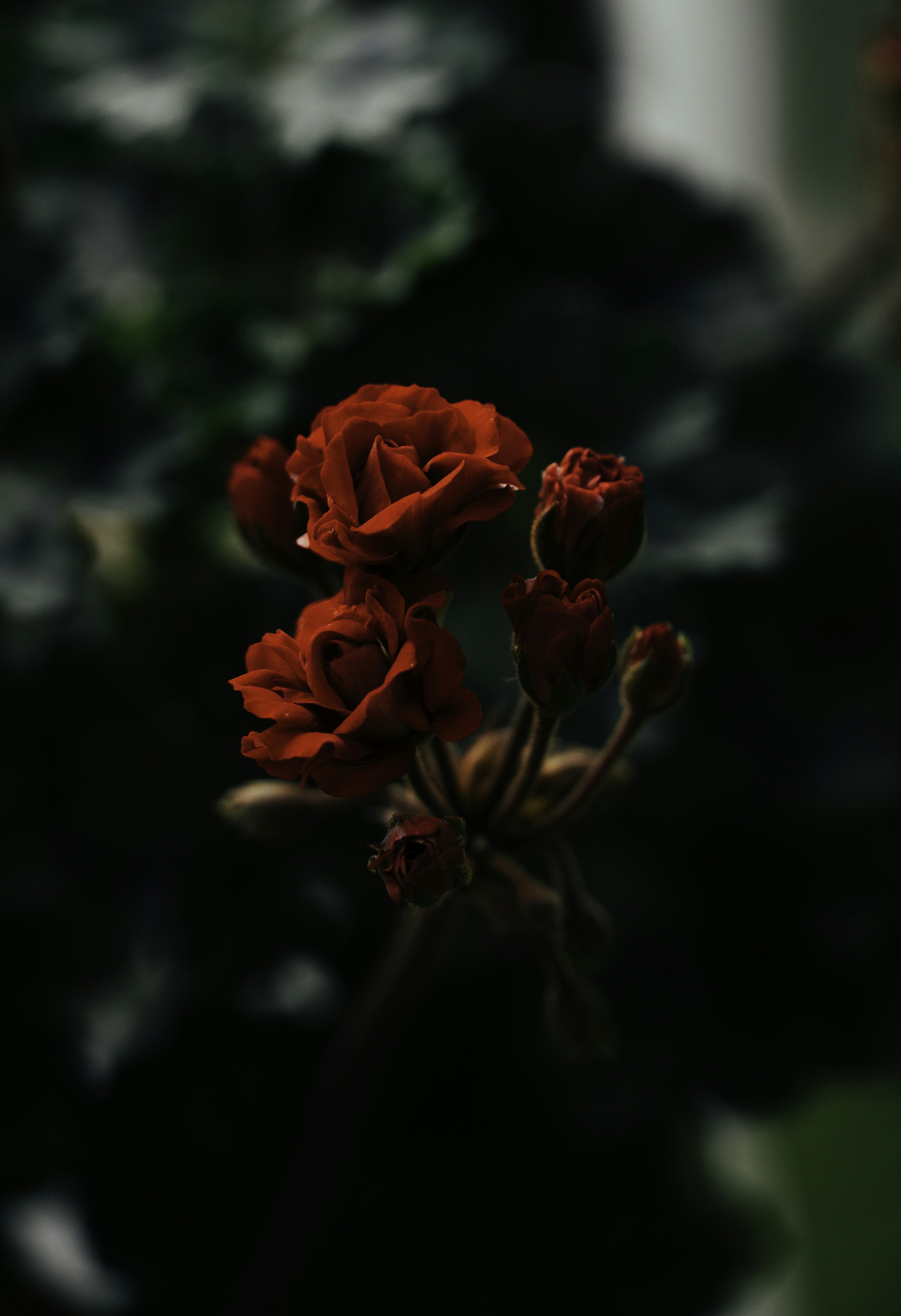 Photo by imgavinwilson