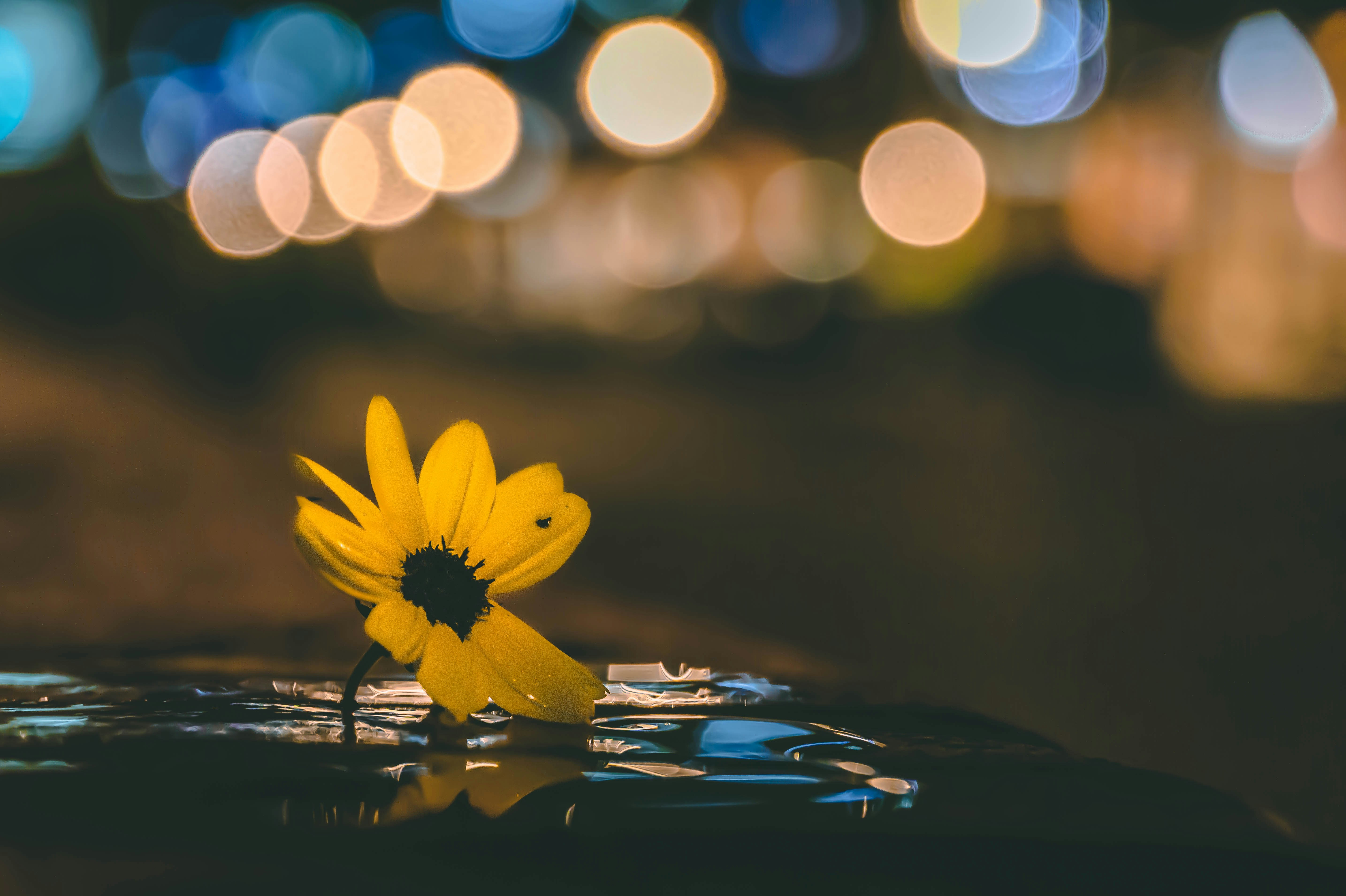 a yellow flower sitting on top of a table