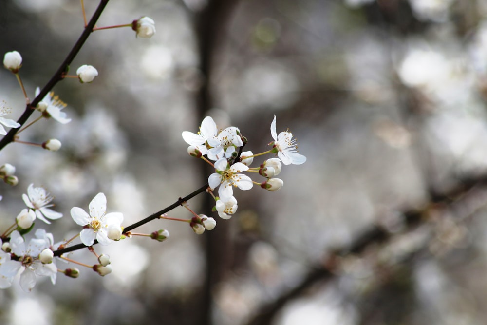 Un primer plano de un árbol con flores blancas