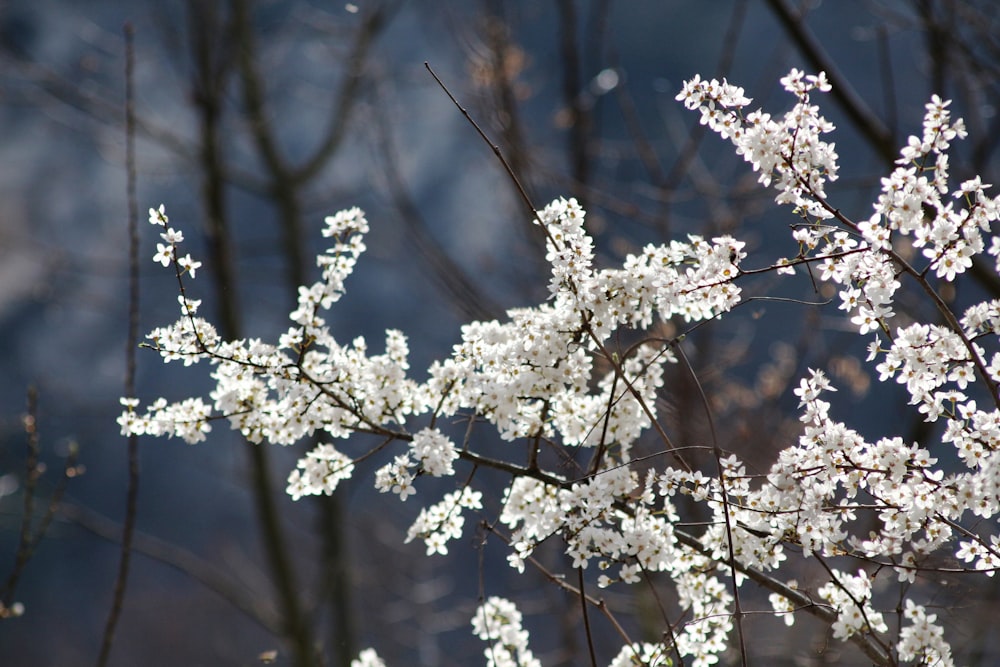 una rama de un árbol con flores blancas