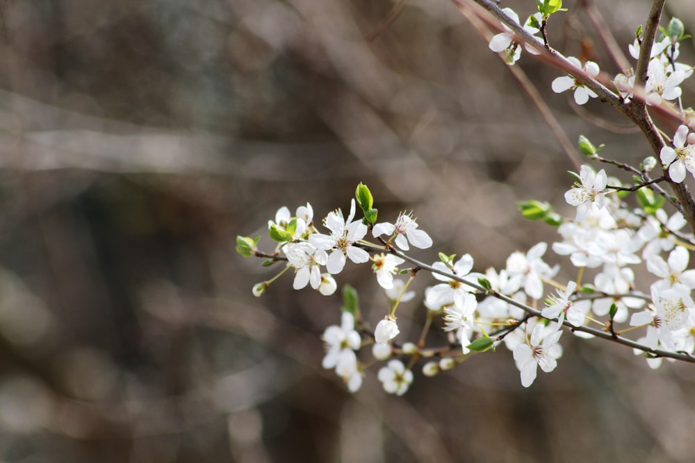 una rama de un árbol con flores blancas