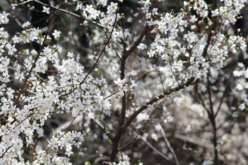 a close up of a tree with white flowers