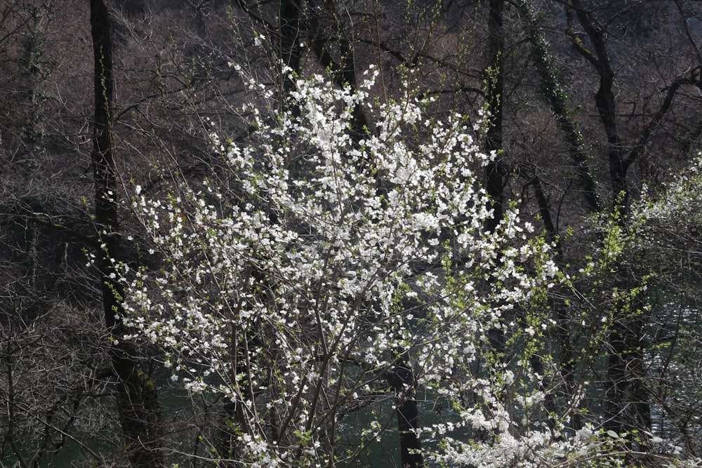 a tree with white flowers in a wooded area