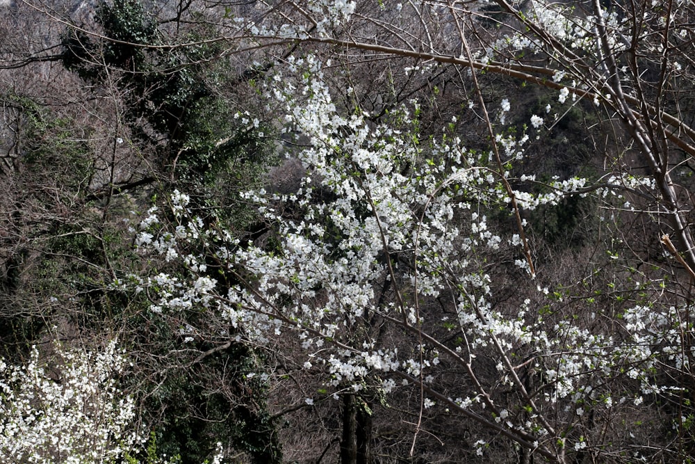 a tree with white flowers in the middle of a forest