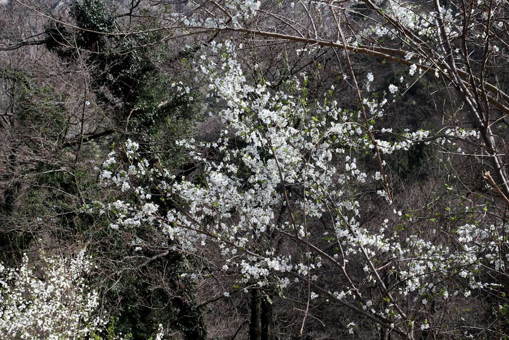 Un árbol con flores blancas en medio de un bosque