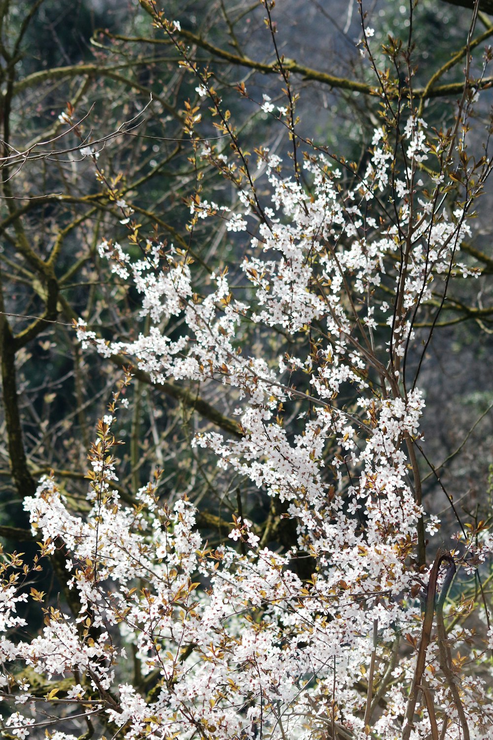 Un arbusto con flores blancas en medio de un bosque