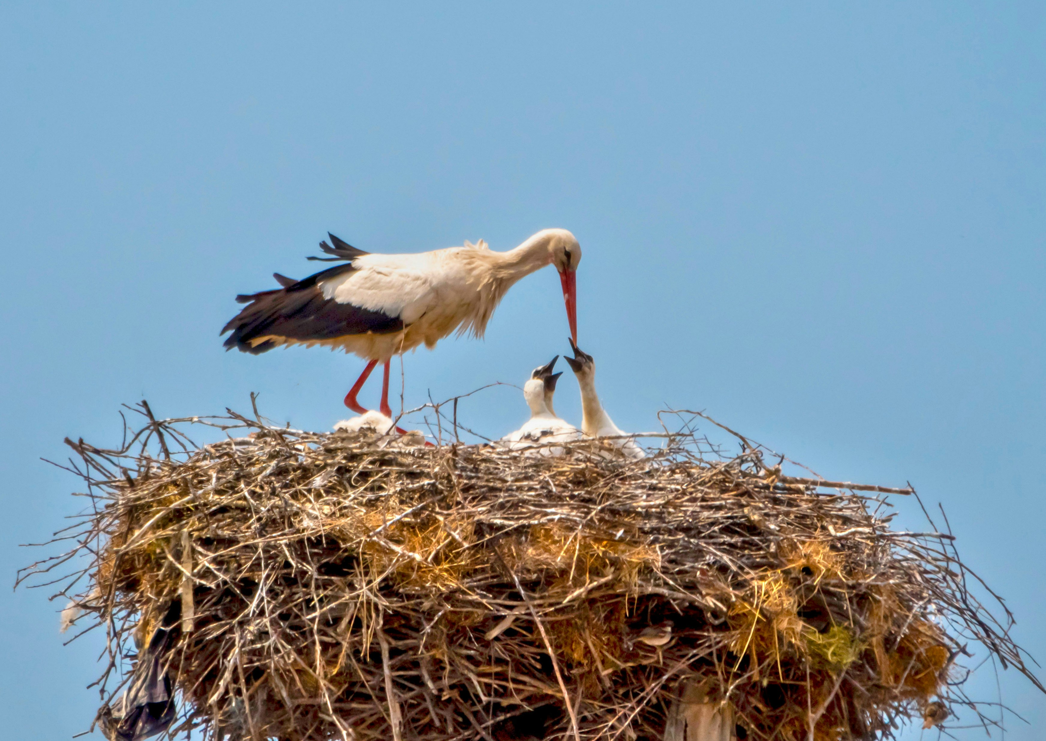 Photo by strinoiumarian