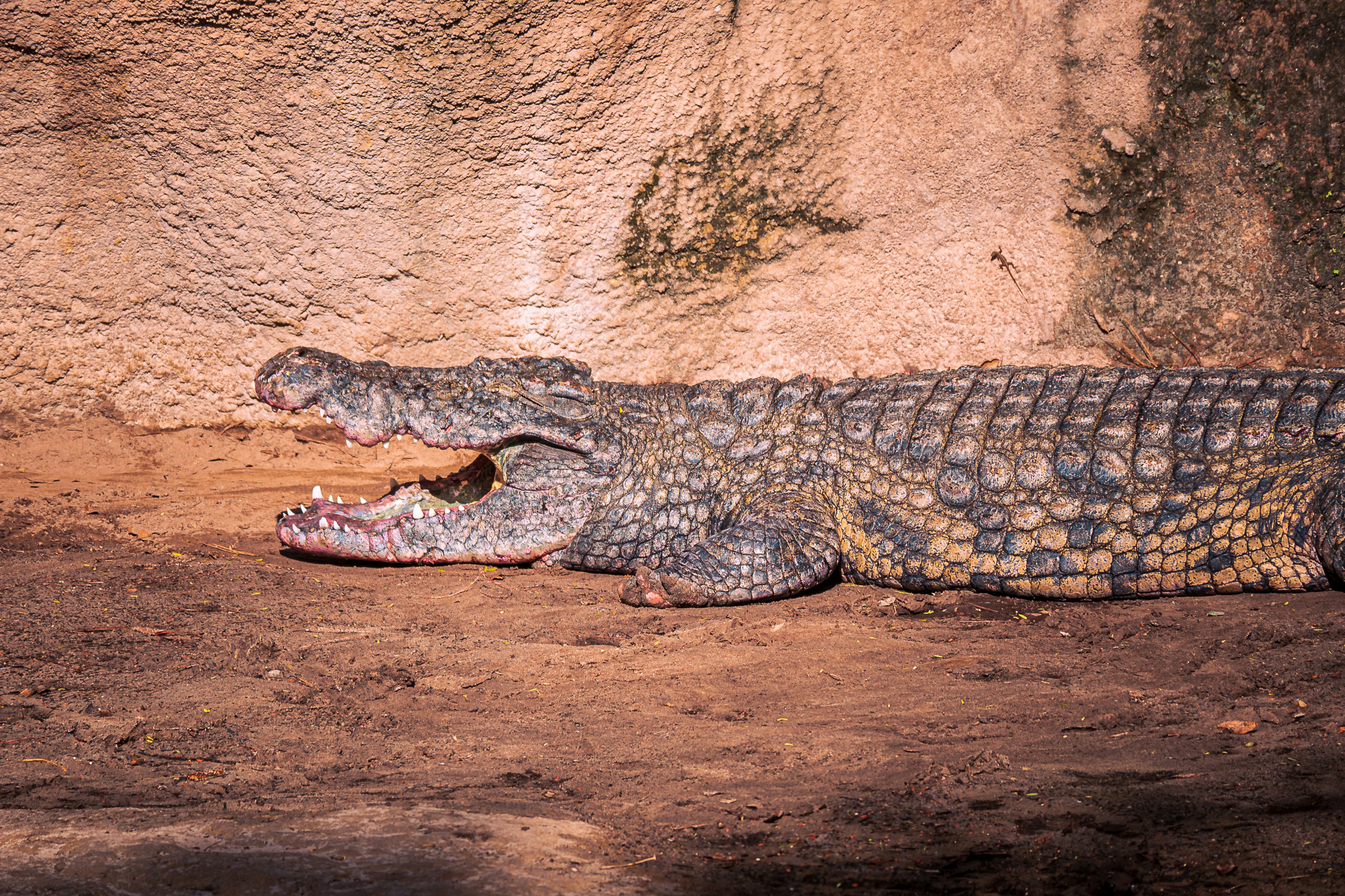 Ancient Alligators and Crocodiles: Reptilian Survivors (image credits: unsplash)