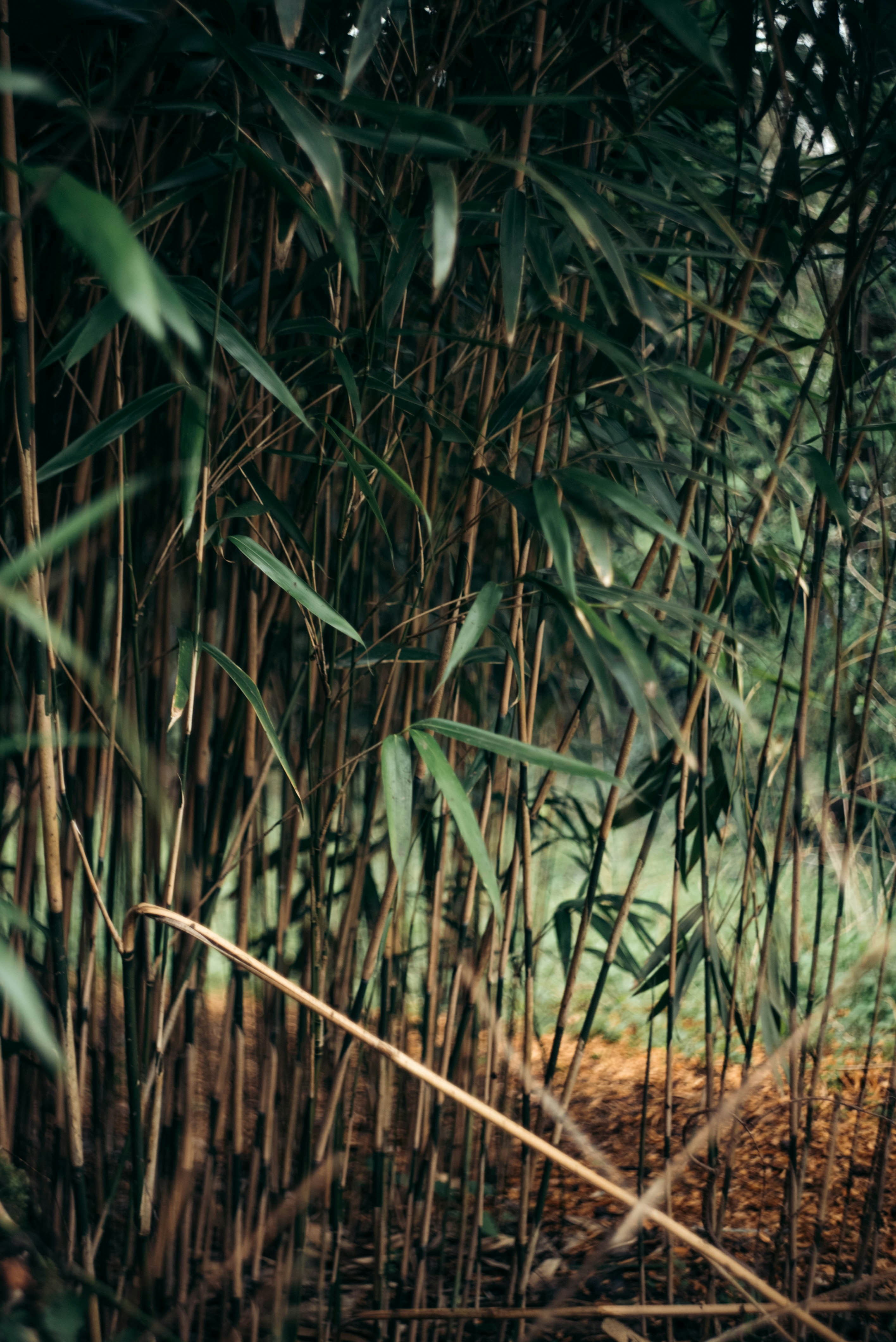 a brown bear walking through a lush green forest