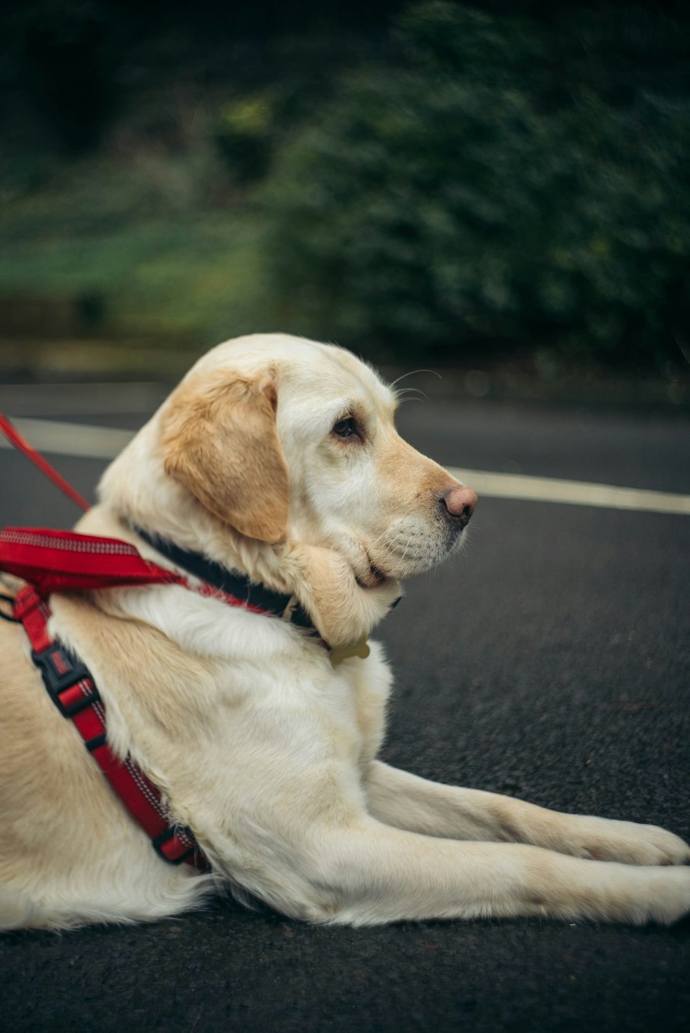 a dog laying down on the side of the road