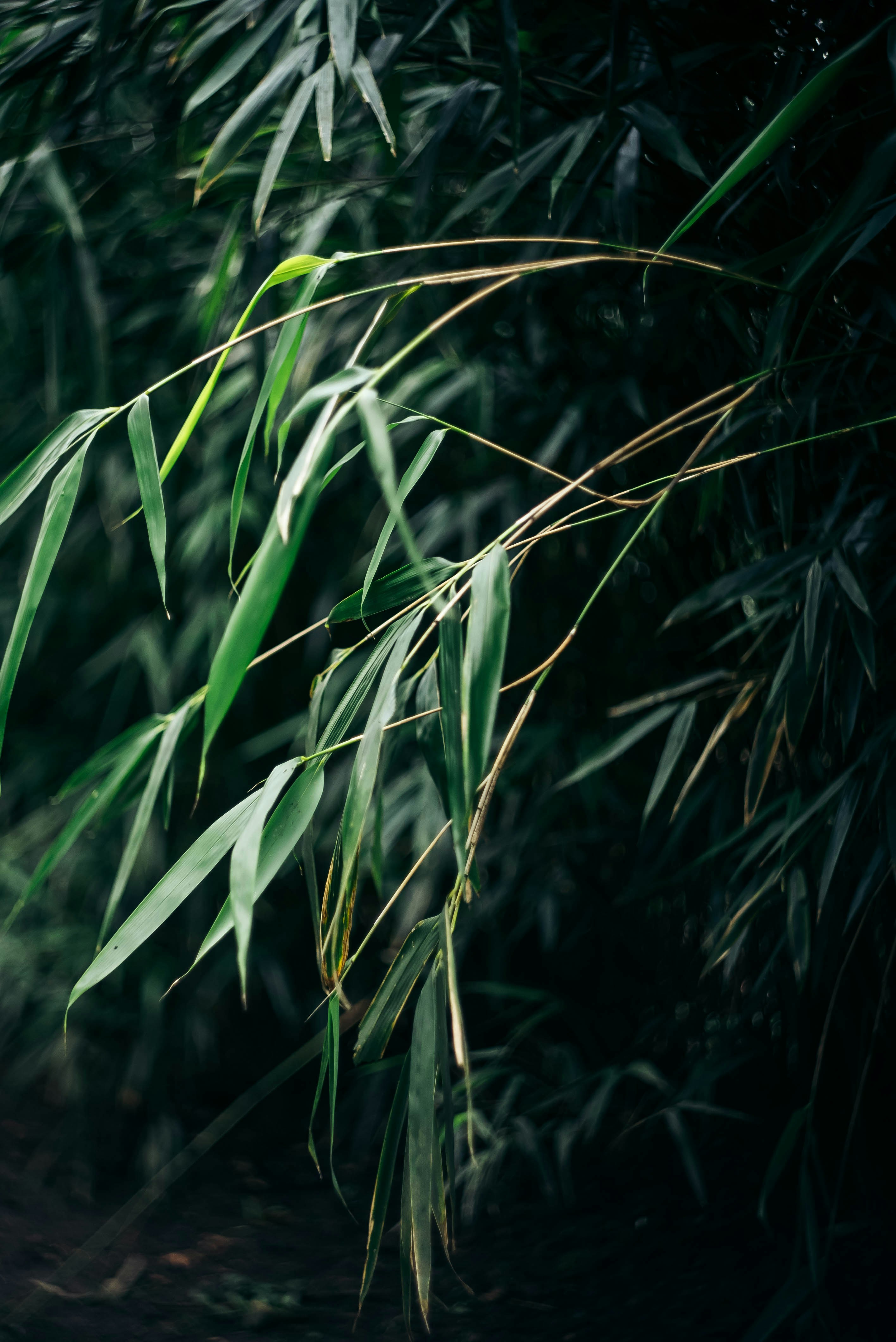 a close up of a bamboo plant with a blurry background