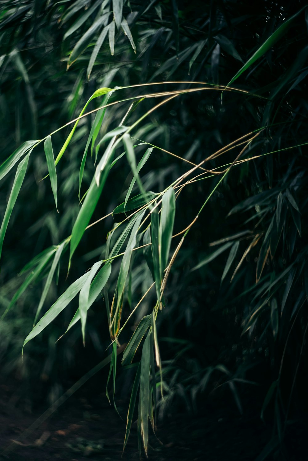 Gros plan d’une plante de bambou avec un arrière-plan flou
