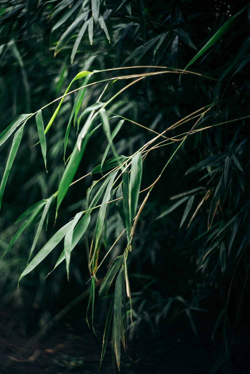 a close up of a bamboo plant with a blurry background