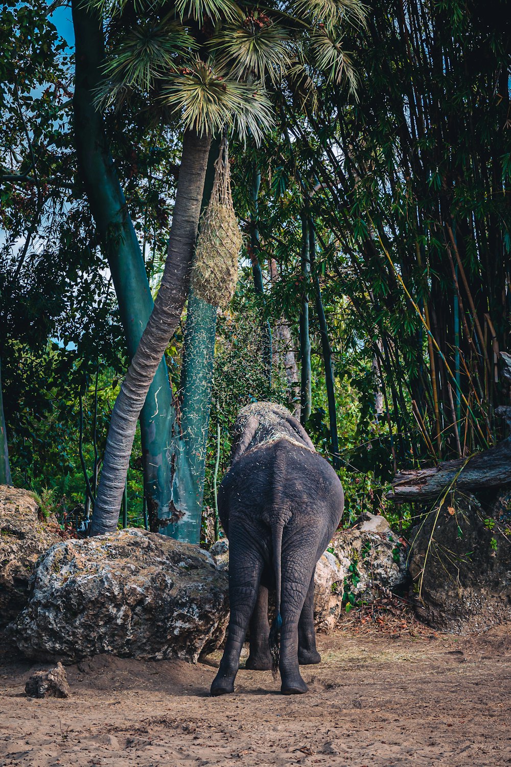 an elephant standing in a dirt field next to a palm tree
